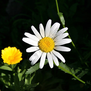 绿色背景上的白底色黄色阳光花园药品植物群季节野花场地乡村植物图片