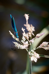 Damselfly (日戈佩特拉)图片