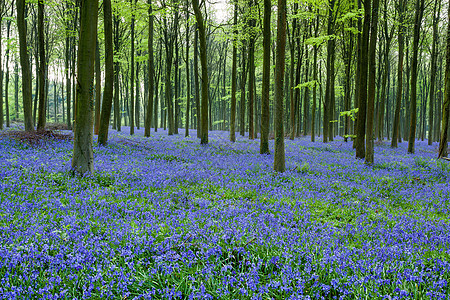 韦法姆森林的蓝铃树木荒野木头蓝色花朵季节农村叶子植物香味图片