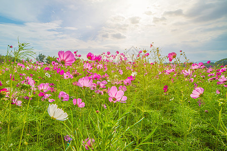 在美丽的花园里 弥漫着多彩的花朵植物场地热带荒野公园花瓣季节农场院子植物学图片