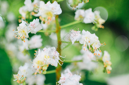 密闭的白花栗子树阳光公园季节植物叶子生长晴天蓝色花瓣植物群图片