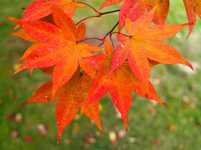 Acer 树叶在秋季改变颜色花园红色吸引力风景植物场景树木木头绿色闲暇图片
