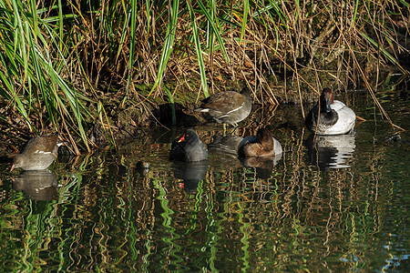 伦敦湿地中心杂类水禽活动图片