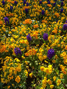 东格林斯代富彩多彩的鲜花床紫色绿色植物群黄色团体三色地面花瓣季节植物图片