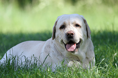 公园里可爱的黄色拉布拉多朋友幸福猎犬孩子小狗宠物喜悦图片