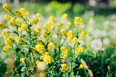 野生黄黄色青毛露天花朵芥菜花科环境植物植物群草本植物草地农业荒野十字图片