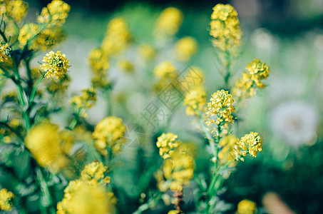 野生黄黄色青毛露天花朵蓝色花科圆锥花序草本植物种子天空环境植物群伤口花序图片