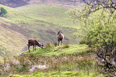 红鹿绿色鹿角马鹿荒野动物土地季节生活红色棕色背景图片