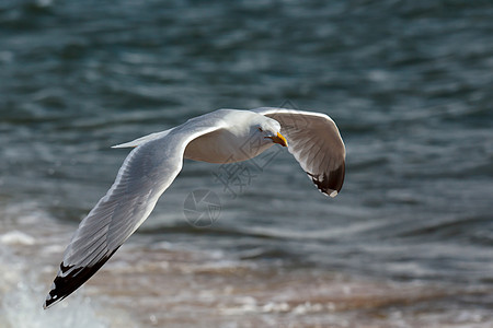 通用口号 Larus canus鸟类海鸟羽毛海洋航班动物群翼展海鸥蓝色飞行图片