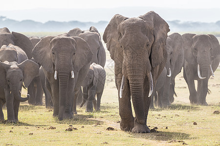 金银滩大草原肯尼亚安博塞利国家公园野象群鼻子团体象科力量土地领导者荒野公园獠牙野生动物背景
