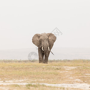 肯尼亚安博塞利国家公园野象群獠牙公园象牙动物力量哺乳动物厚皮马赛国家环境图片