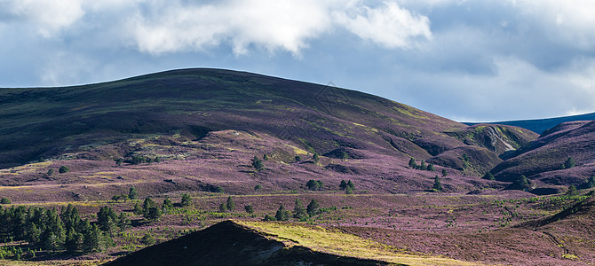 海瑟在Cairngorm山脉上图片