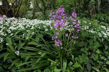 卡迪夫的粉红蓝铃花地毯管状历史植物学荒野空地绿色花朵野花植物群图片