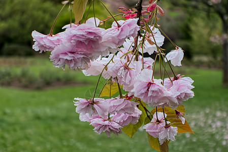 罗思公园卡迪夫的樱桃花图片