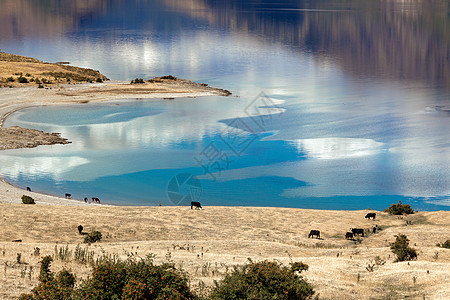 哈韦亚湖支撑爬坡奶牛鹅卵石海滩公园天空蓝色旅行白色图片