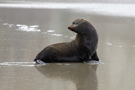 新西兰Fur海豹福氏弧积硫胡须荒野尾巴眼睛毛皮支撑休息海洋海岸野生动物图片