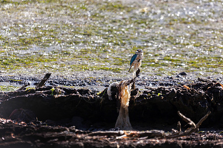 托迪拉姆弗斯圣所荒野翠鸟账单鸟类野生动物动物群翅膀黑色蓝色动物图片