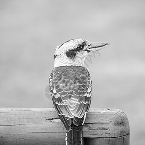白天可以优雅地休息的Kookaburra图片