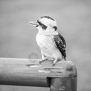 Kookaburra在白天优雅地休息白色荒野栖息翠鸟渔夫环境动物羽毛野生动物图片