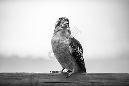 Kookaburra在白天优雅地休息动物渔夫栖息翠鸟野生动物荒野环境羽毛白色图片