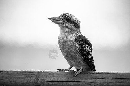 Kookaburra在白天优雅地休息荒野渔夫野生动物羽毛动物白色环境翠鸟栖息图片