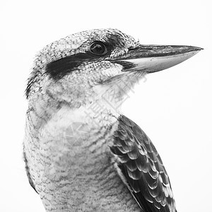 Kookaburra在白天优雅地休息白色渔夫翠鸟羽毛动物栖息野生动物荒野环境图片