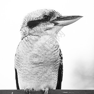 Kookaburra在白天优雅地休息野生动物荒野翠鸟渔夫栖息白色羽毛环境动物图片