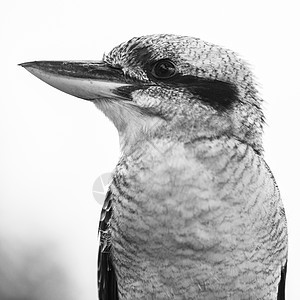 Kookaburra在白天优雅地休息环境羽毛动物渔夫翠鸟野生动物栖息荒野白色图片