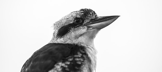 Kookaburra在白天优雅地休息翠鸟渔夫羽毛栖息环境动物荒野野生动物白色图片