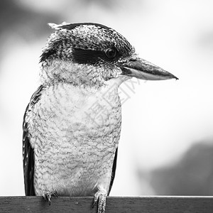 Kookaburra在白天优雅地休息翠鸟动物野生动物渔夫羽毛白色荒野栖息环境图片