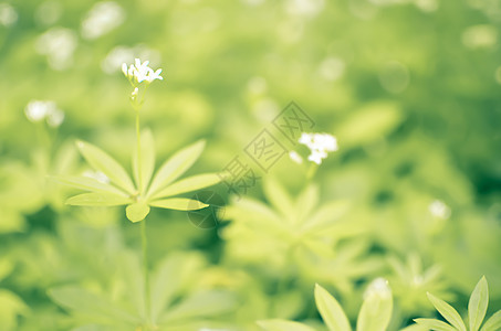 春花背景 雪滴野花草地生长花园国家植物荒野植物群墙纸季节图片