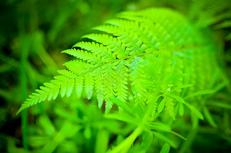 新鲜的绿叶在森林中热带植物学生活生长叶子宏观植物环境植被季节图片