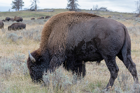美国野牛 Bison 野牛天空女性牛角草地毛皮国家公园格式旅行生物图片