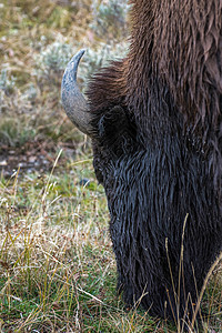 美国Bison (Bison 野牛) 在黄石公园放牧图片