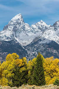 Grand Teton国家公园的秋季彩色绿色季节晴天灰色风景黄色树木树林旅行橙子图片