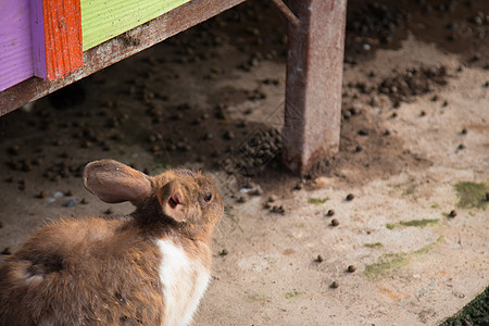 小兔子喜欢玩的开心季节野兔牧羊人耳朵哺乳动物农场宠物场地婴儿动物图片