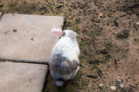 小兔子喜欢玩的开心毛皮野兔牧羊人场地农场耳朵婴儿动物乐趣宠物图片