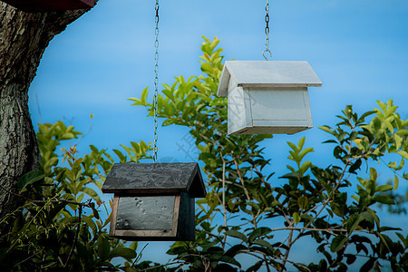 树上五颜六色的鸟巢房子乡村叶子森林花园动物荒野手工鸟类栖息地图片