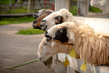 羊群在白篱笆边缘吃东西树叶牧场干草羊肉食物动物稻草农村草地山羊图片