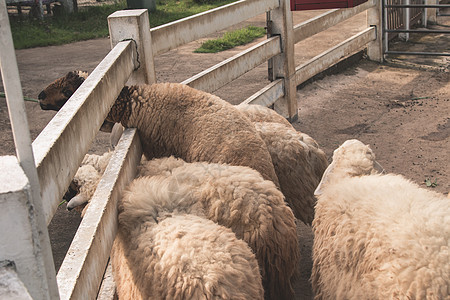 羊群在白篱笆边缘吃东西农场羊肉动物园食物羊毛树叶农村场地哺乳动物牧场图片
