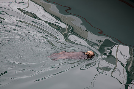 Sea Otter 赤道酸毛皮食肉荒野波浪野生动物哺乳动物动物海洋生物海洋濒危图片