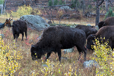 Bison 野牛食草哺乳动物树叶草原荒野奶牛男性国家毛皮喇叭图片