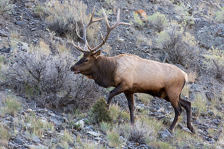 埃尔克或瓦皮提食草生物动物群麋鹿毛皮哺乳动物公园鹿角国家格式图片