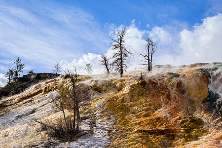 黄石公园的哺乳炎热泉荒野地热长毛火山化石地球树木岩石蓝色游客图片