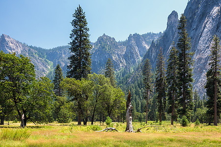 Yosemite地貌的死树图片