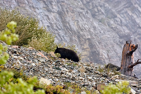 美国黑熊组织美国毛皮植被叶子野生动物岩石荒野冰川下雪格式哺乳动物图片