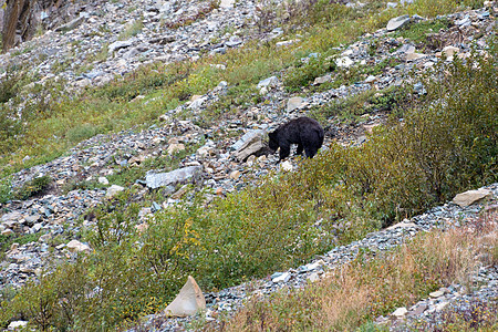 美国黑熊组织美国栖息地下雪动物群荒野国家野生动物动物植被花岗岩岩石图片
