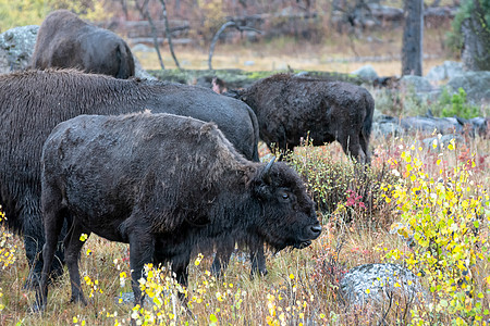 美国野牛 Bison 野牛外套荒野野生动物树木喇叭男性旅行食草哺乳动物场地图片