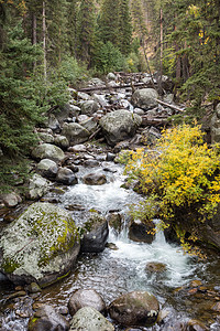 黄石公园的迅猛急流悬崖松树风景瀑布公园岩石环境崎岖森林图片