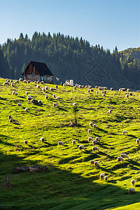 在山林附近的草原上牧羊群农业动物牧场家畜蓝色环境农场季节旅行森林图片